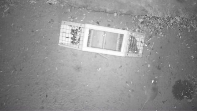 This Unique Mouse Trap From 1894 Is Packed Full Of Mice. Mousetrap Monday смотреть онлайн