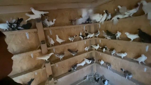 Молодой Голубятник Професионал в Гостях / Будущее Голубеводства 9.07.23 смотреть онлайн