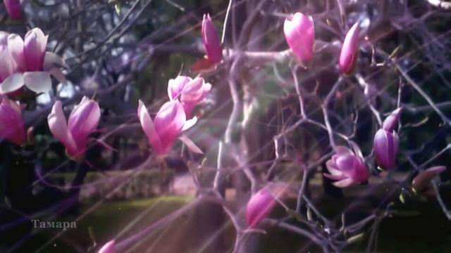 "КАКАЯ ЕСТЬ" АНДРЕЙ ХРАМОВ смотреть онлайн