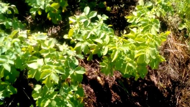 Посадка картофеля под солому. часть 3 смотреть онлайн