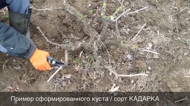 Подрезаем виноград. Сорта КАДАРКА, ГАЯР, РКАЦИТЕЛИ, КЕША, АРКАДИЯ // Часть первая смотреть онлайн