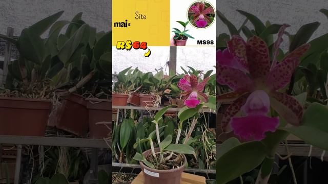 CATTLEYA WHITEI X SCHILLERIANA X ACLANDIAE ITORORO