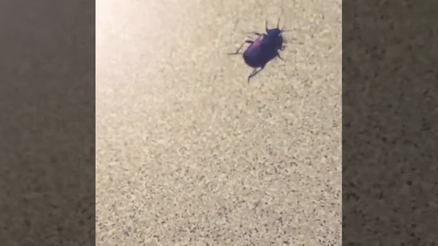 Фиолетовый жук смотреть онлайн