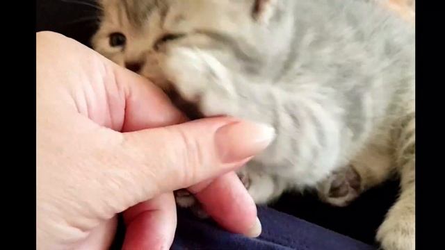 Одна из самых ласковых пород это шотландский котёнок! Ручной,игривый и преданный. ? смотреть онлайн