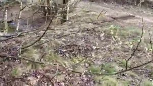 Верба- ракита