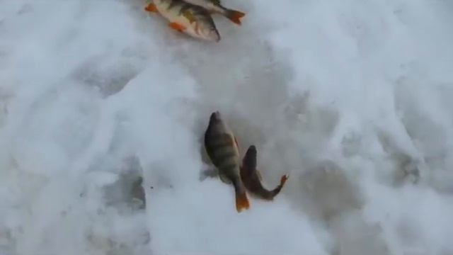 А вот и крупнячок смотреть онлайн