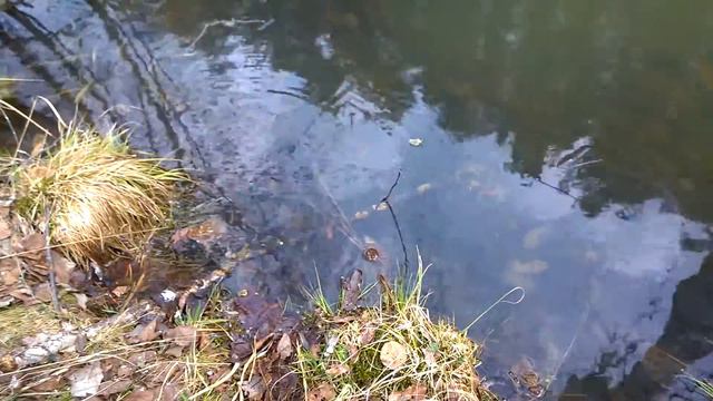 весна, жабы сношаются в пруду смотреть онлайн