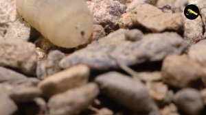 МУХА ЦЕ-ЦЕ  почему считается самой смертоносной мухой в МИРЕ