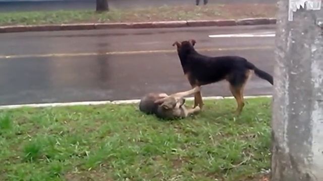 Интересные игры собак смотреть онлайн