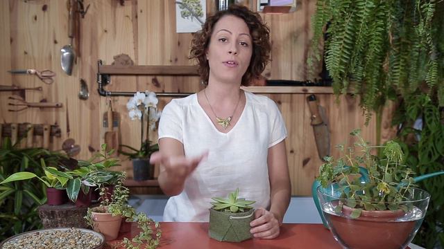 VIAJE TRANQUILO: 3 DIAS sem REGAR as PLANTAS смотреть онлайн