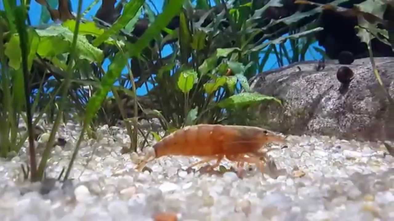 Москвариум 22.08.2015 смотреть онлайн