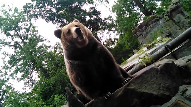 Медведь разговаривает разными галасами смотреть онлайн