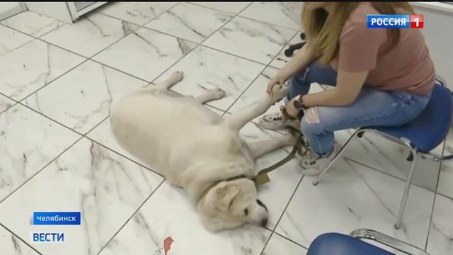 В Челябинске спасли лабрадора, которого хотели усыпить хозяева смотреть онлайн