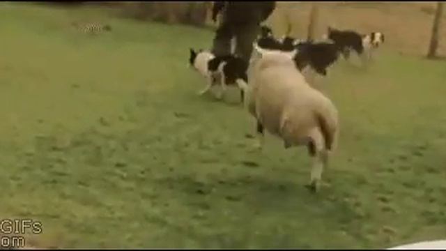 Открытый горловой центр привлекает внимание