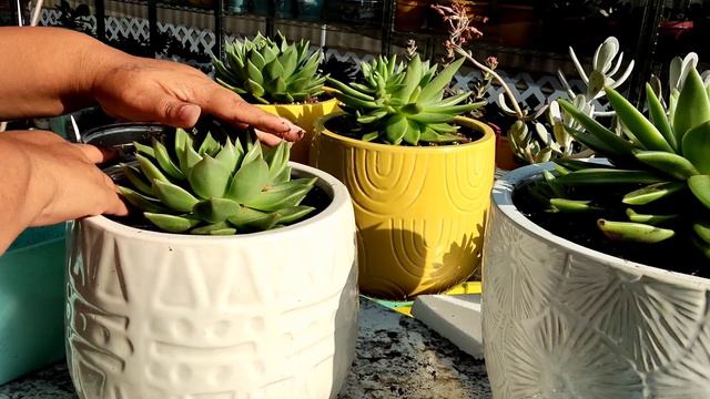 trasplantando Echeveria Dark mas suculentas 🌱🌿🙏 смотреть онлайн