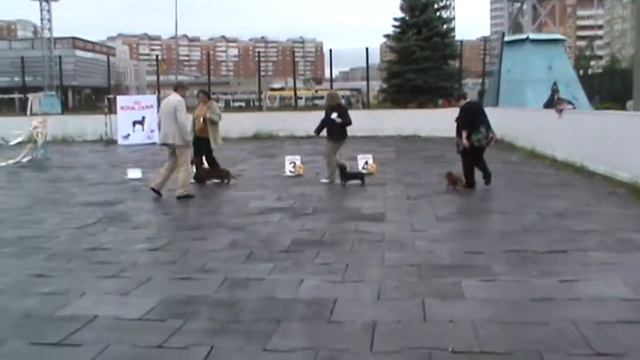 Таксы группа смотреть онлайн