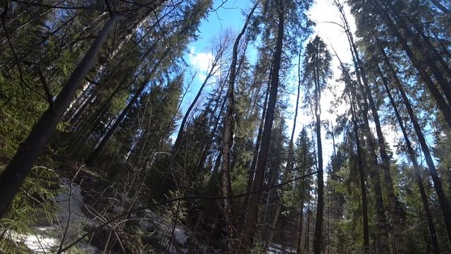Эх, весна! А вот и чага попалась что надо. смотреть онлайн