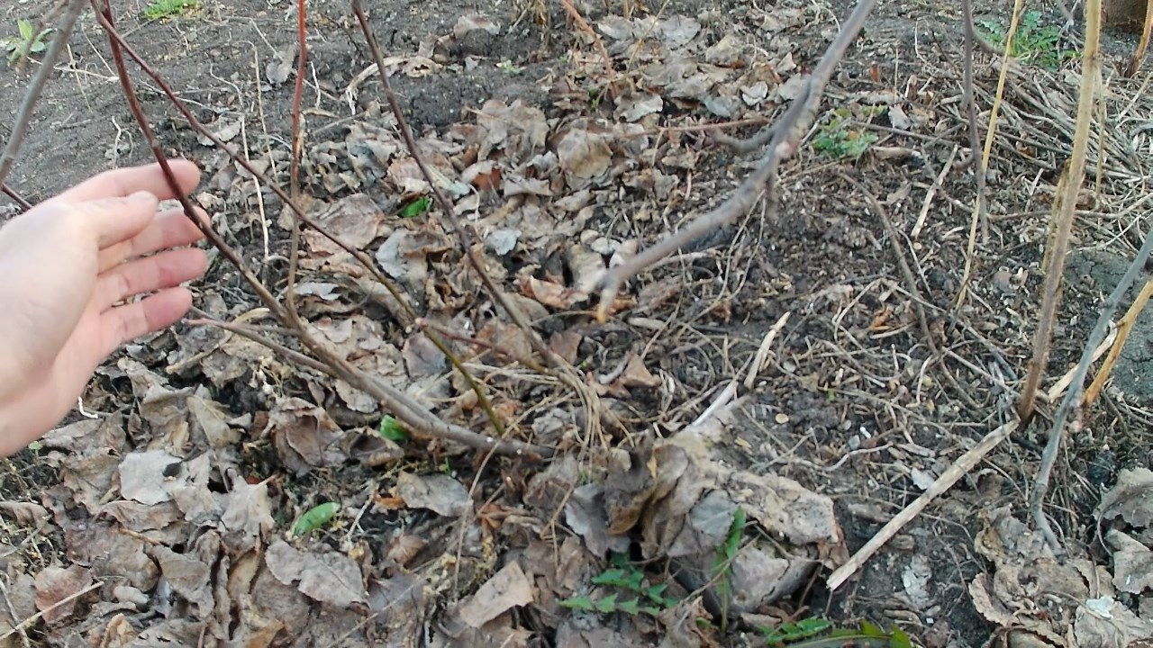 Размножение яблони отводками. Метод прикапывания веток для получения корнесобственных саженцев смотреть онлайн