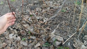 Размножение яблони отводками. Метод прикапывания веток для получения корнесобственных саженцев