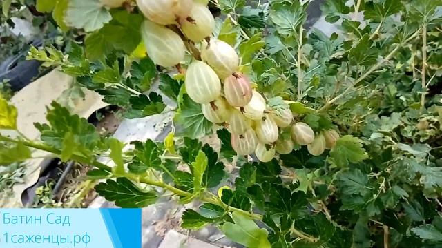 Крыжовник Тиксия смотреть онлайн