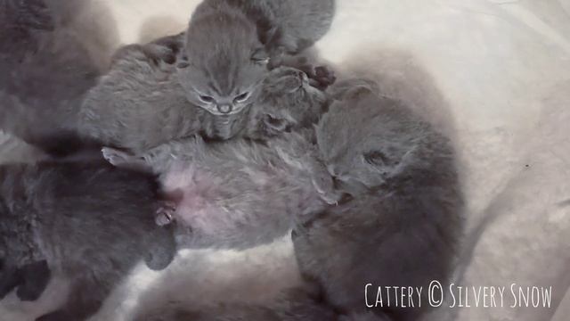 сладко спят маленькие британские котята. они сыты и довольны смотреть онлайн