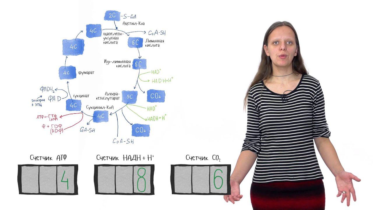 Цикл Кребса. Клеточное дыхание 1.3. смотреть онлайн