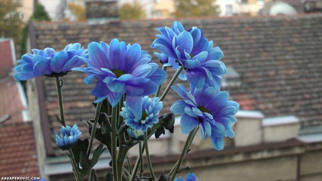 Flowers of Belgrade: Serbia Information смотреть онлайн