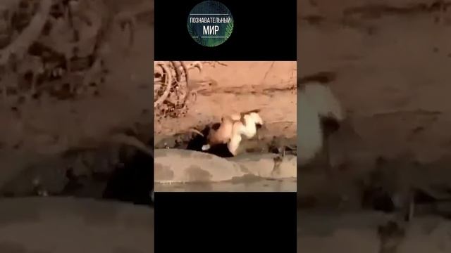 Крокодил напал на антилопу смотреть онлайн