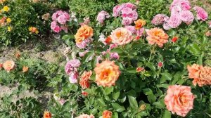 Роза Энн Хендерсон Ann Henderson