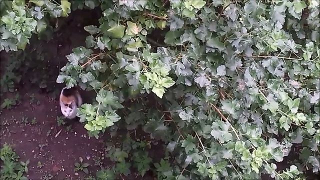 Наших кошечек забрали в приют! Животные в Германии. смотреть онлайн