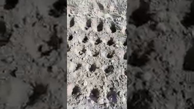 Посадка лука севка на репку. смотреть онлайн