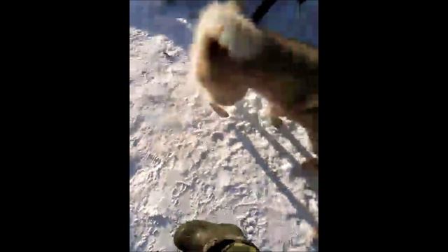 Щенки западно-сибирской лайки! ЗСЛ. Охота с лайкой! смотреть онлайн