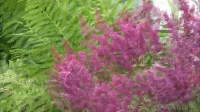 великолепная астильба смотреть онлайн