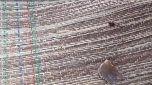 ЧИХУАХУА И БОЖЬЯ КОРОВКА. ЧЁРНОЕ МОРЕ 2021 смотреть онлайн