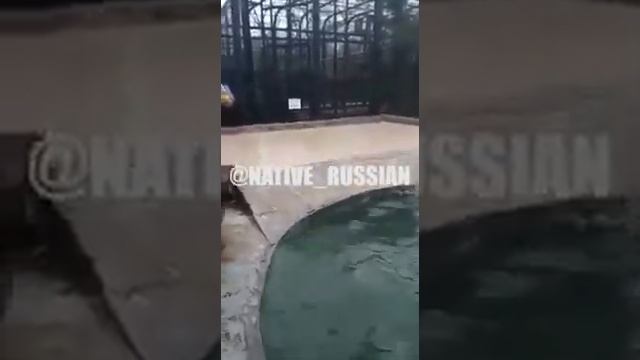Проверка в крымском зоопарке #тайган апрель 2019 смотреть онлайн