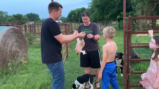 Family Hand Plucks Meat Chicken | Teaching Them Skills To Survive A Food Shortage | смотреть онлайн