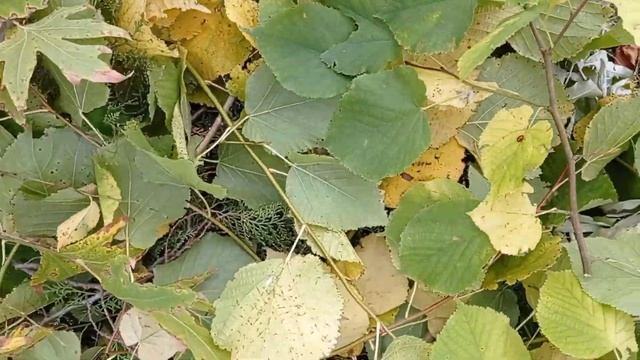 Какие ветки деревьев даю козам! смотреть онлайн