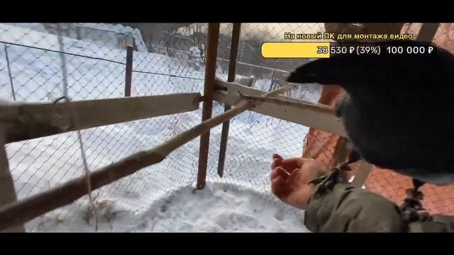 Учим ворона и общаемся смотреть онлайн