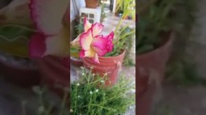 rosa del desierto  doble color  amarillo con rosa, proceso de floración  adenium obesum amarilla