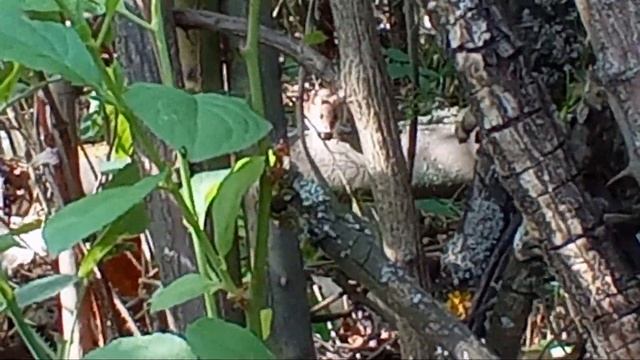 #2 МЫ купили ЗАБРОШЕННУЮ ДАЧУ / Расчистка участка смотреть онлайн