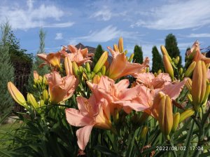 Лилейники, сказочный одноднев, цветение. Подмосковье, июль 2021