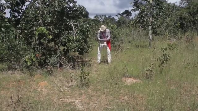 IMBILINO E O BAÚ DE OURO - FILME COMPLETO (LANÇAMENTO)!! смотреть онлайн