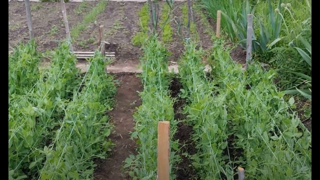 Что сажать после лука смотреть онлайн