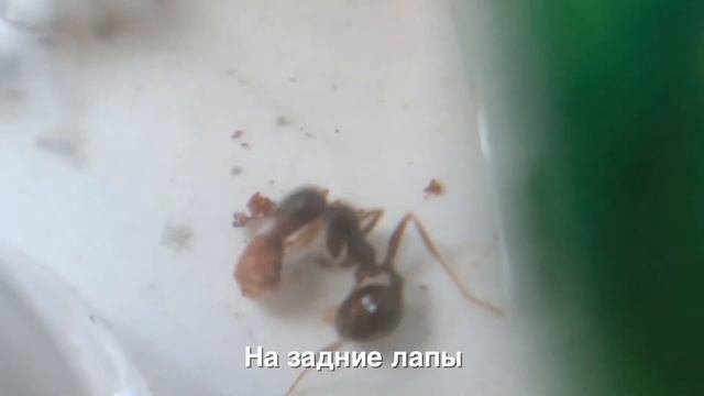 Муравей ест мак