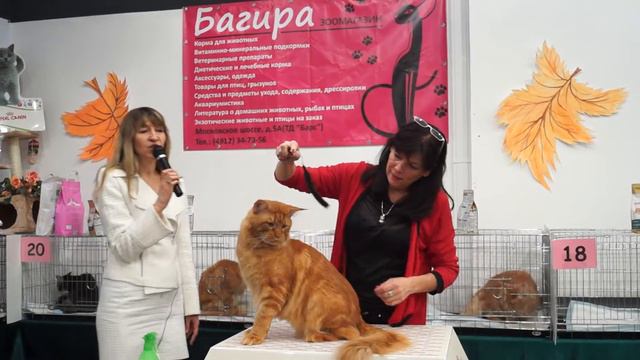 Narciss of Svargas, мейн кун, Чемпион Мира смотреть онлайн