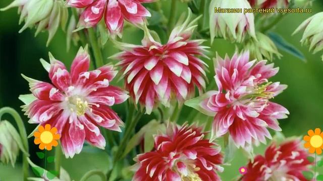 Аквилегия обыкновенная Барлоу нора Барлоу. Краткий обзор Aquilegia Vulgaris Barlow Nora Barlow