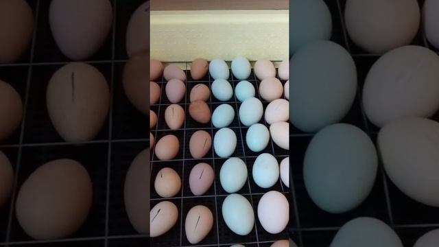 Совместная инкубация яиц цесарок и кур. Часть 1 смотреть онлайн