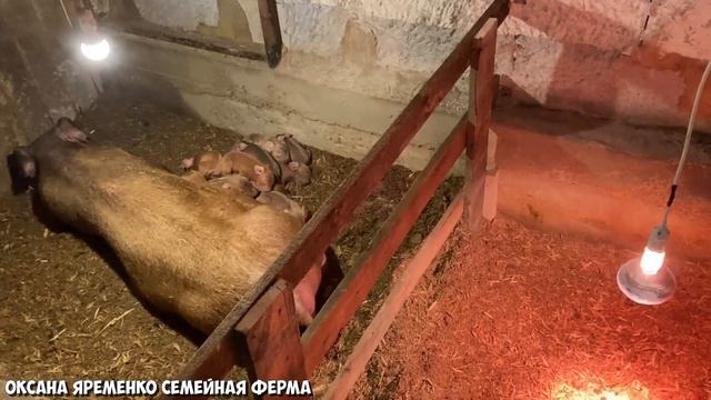 Чистокровные поросята Дюрок / ДЕТСКОЕ отделение для поросят смотреть онлайн