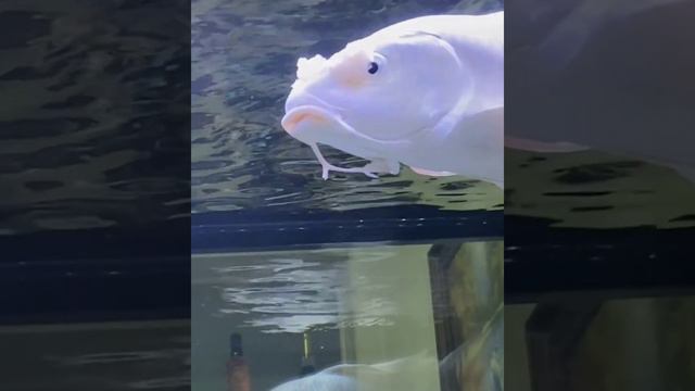 Most Beautiful Butterfly Koi Fish In Aquarium Tank | Fish kingdom Beautiful Butterfly Koi Fish #305 смотреть онлайн