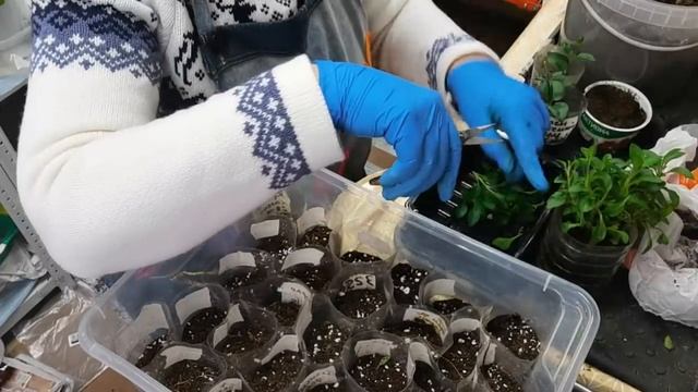 ЧЕРЕНКОВАНИЕ метод быстрого размножения цветов. Состав грунта смотреть онлайн